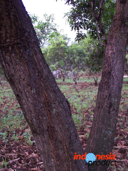 manggo-plantation-13.jpg