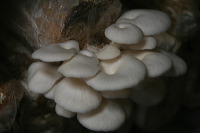 mushroom-village-04