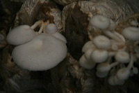 mushroom-village-05
