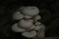 mushroom-village-11