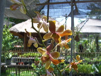 orchid-market-03
