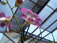 orchid-market-09