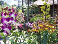 orchid-market-26