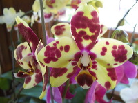 orchid-market-61