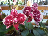 orchid-market-66