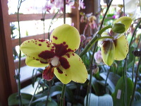 orchid-market-67