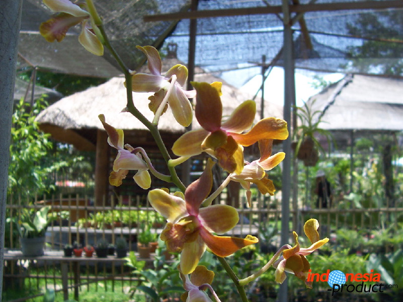 orchid-market-03.jpg