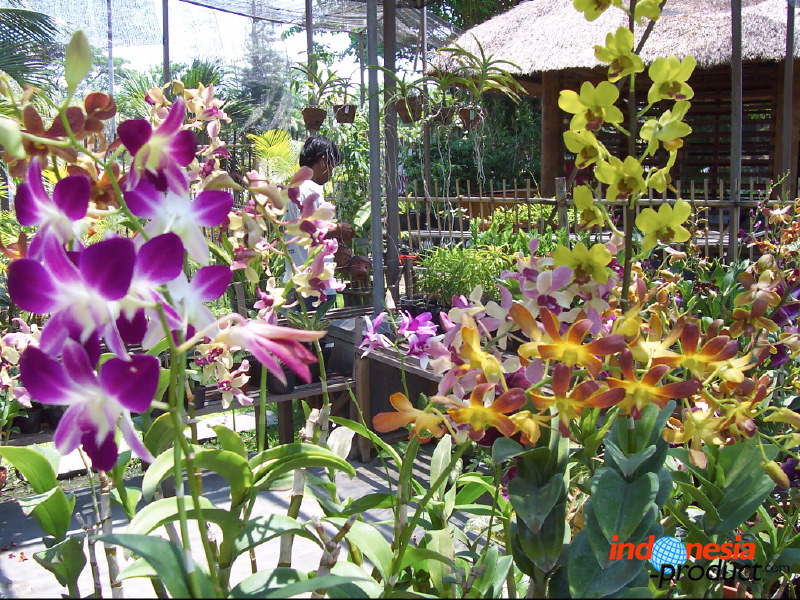 orchid-market-26.jpg