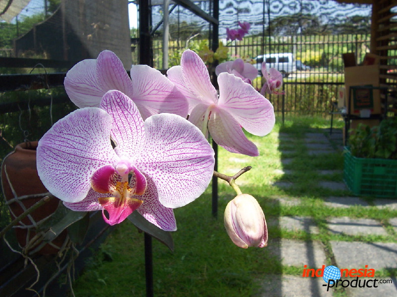orchid-market-51.jpg