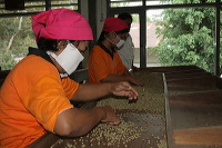 robusta-coffee-factory-04