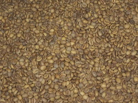robusta-coffee-factory-08