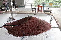 robusta-coffee-factory-26