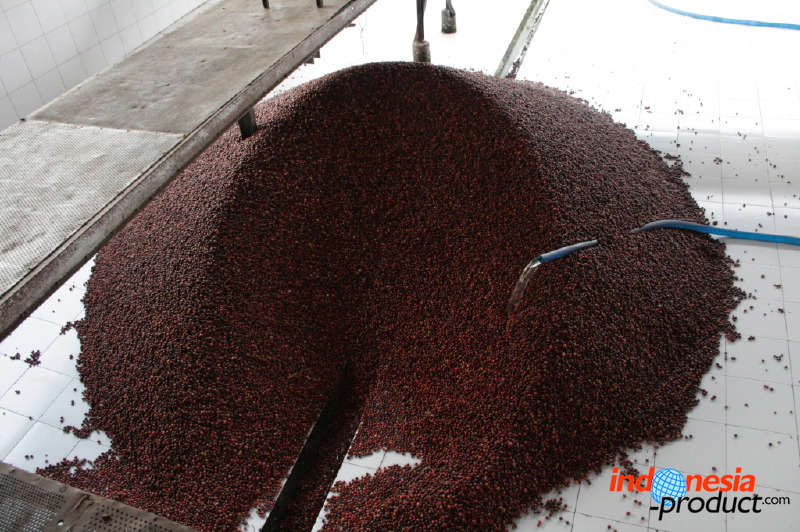 robusta-coffee-factory-33.jpg