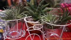Greta-Plant-Seeds