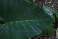 jampit-coffee-plant_1f83e3e