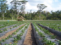 jampit-coffee-plant_1f83e47