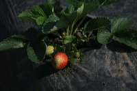 jampit-coffee-plant_1f83e48
