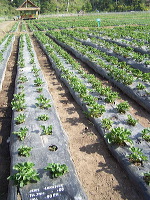 jampit-coffee-plant_1f83e62
