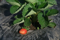 jampit-coffee-plant_1f83e6f