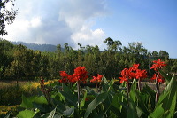 jampit-coffee-plantation-11