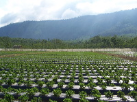 jampit-coffee-plantation-14