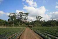 jampit-coffee-plantation-16