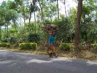 jampit-coffee-plantation-19