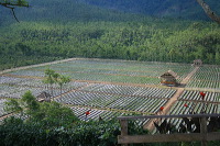 jampit-coffee-plantation-21