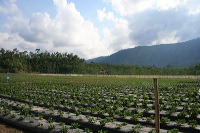 jampit-coffee-plantation-24