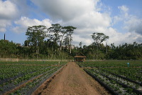 jampit-coffee-plantation-25