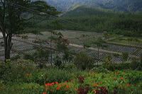 jampit-coffee-plantation-26