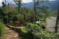 jampit-coffee-plantation-27