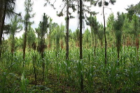 jampit-coffee-plantation-29