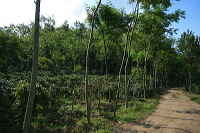 jampit-coffee-plantation-30