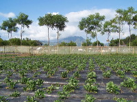 jampit-coffee-plantation-32