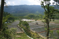 jampit-coffee-plantation-35