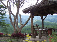 jampit-coffee-plantation-36