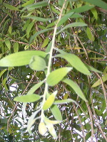 jampit-coffee-plantation-37