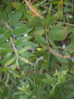 jampit-coffee-plantation-42