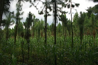 jampit-coffee-plantation-44