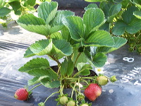 jampit-coffee-plantation-45