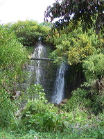 jampit-coffee-plantation-46