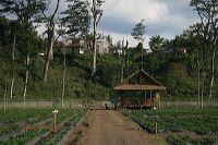 jampit-coffee-plantation-47