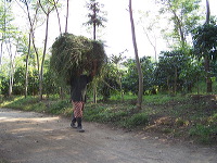 jampit-coffee-plantation-49