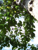jampit-coffee-plantation-52