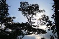 jampit-coffee-plantation-57