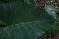 jampit-coffee-plantation-58