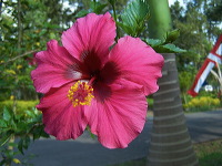 jampit-coffee-plantation-59
