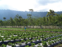 jampit-coffee-plantation-60