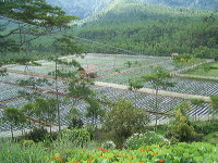 jampit-coffee-plantation-62